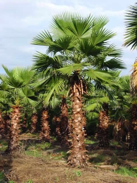 Palms in rows at Allgood Nursery