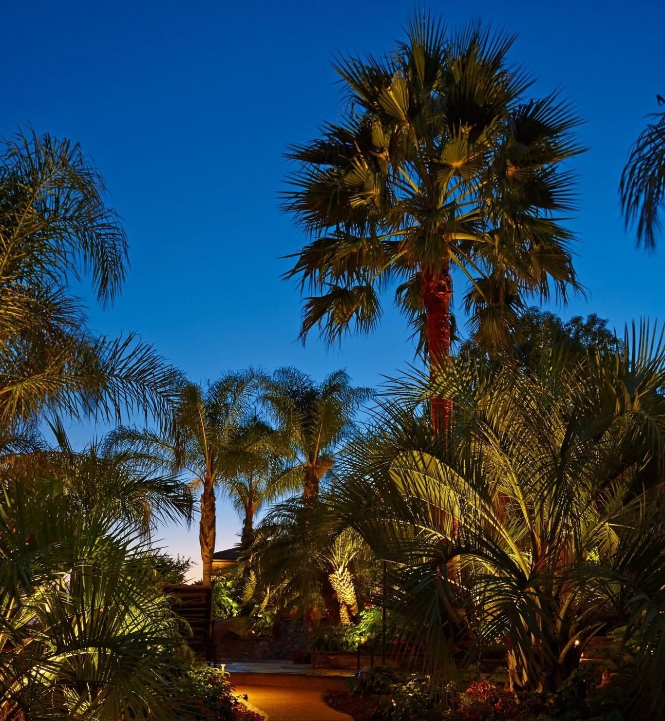 Landscape-lit walkway through palms at dusk